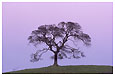 oak tree at dusk
